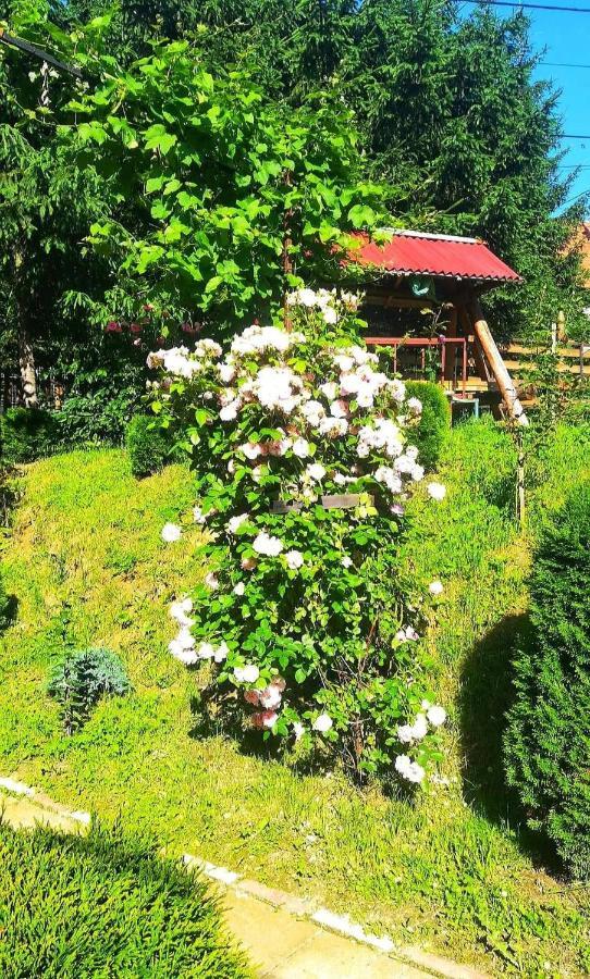 Casa Bradul Verde Bran  Eksteriør bilde